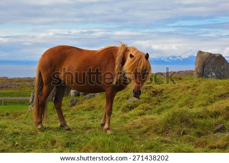Iceland in July. Farmer sleek horse. Beautiful horse grazing in a meadow near the farm