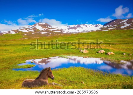 Summer Iceland. Small lake among fields of green grass. At the water resting beautiful Icelandic horse