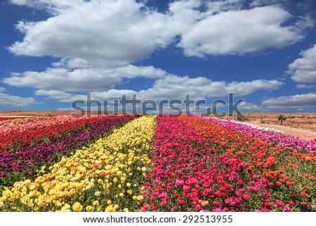 Flowers planted with broad bands of colors - red  and yellow. Field of multi-colored decorative buttercups Ranunculus Bloomingdale