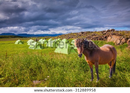 Summer holidays in Iceland. Magnificent Icelandic horse breed is about summer camp