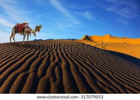 Sand dunes. The contrast of light and shadow on the waves of sand in the morning. Camel with harness and blanket for walking tourists