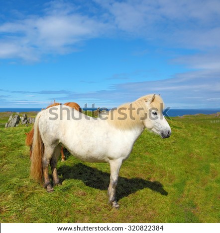 Portrait of white horse with brown ears.  Farmer sleek horse.  Iceland in July