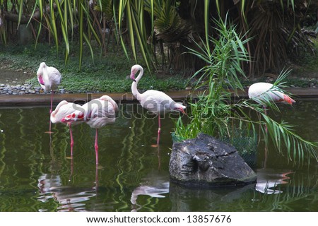Family of a flamingo in specially equipped park in Hong Kong