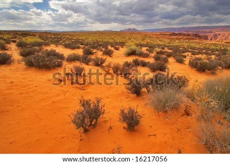 The red desert covered by dry bushes, in state of Utah in the USA