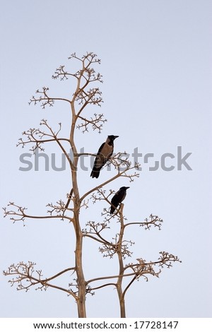 Two birds on branches of a dry tree on light-blue background