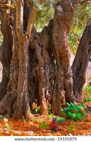 The ancient tree split by a lightning,  in Gethsemane Garden  in Jerusalem