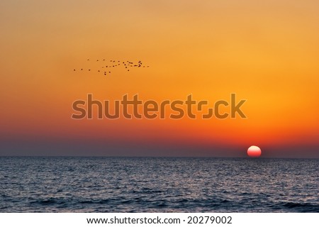 Flock of birds of passage on a sunset above Mediterranean sea