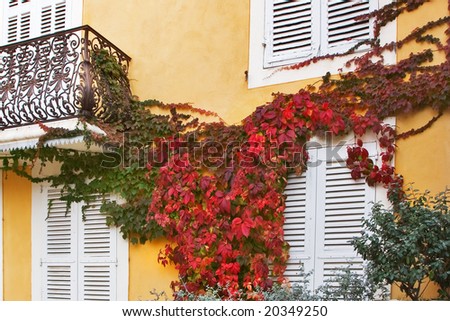 A wall of the house in the settlement Verdon, covered by twisted branches of an ivy