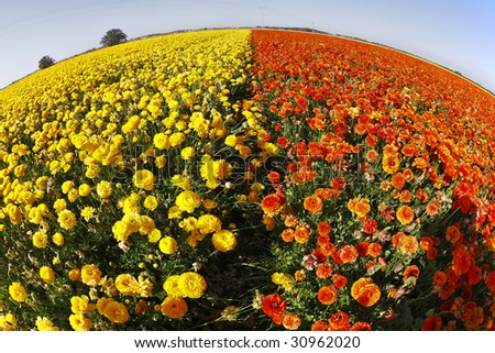 Magnificent field of yellow and red buttercups on a sunset, photographed by an objective \