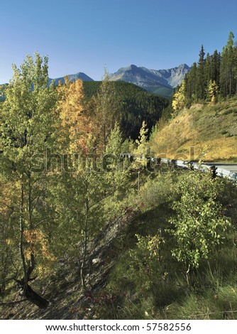 Beautiful road and trees with yellow and green foliage in mountain reserve