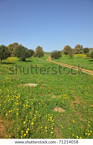 Spring in southern areas of Israel. The rural footpath crosses a green meadow