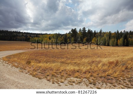 Fields and forests on the road to the northern survey area / North Rim / Grand Canyon in the U.S