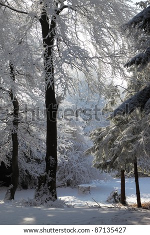 A lovely sunny Christmas Day.  Snow-covered glade in winter forest