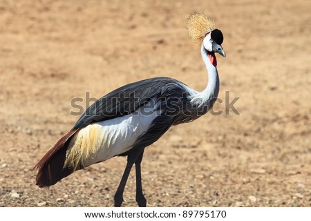 Elegant and graceful bird with magnificent plumage crest on the head