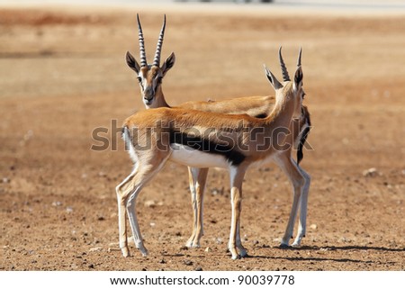 Two graceful gazelle Thomson with striped horns is going to meet on a sunny meadow