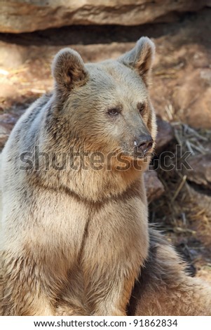 A nice big bear poses to visitors in the park in Tel Aviv