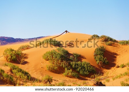 Reserve Coral Pink sand dunes in the U.S.. Soft pink sand dunes and shrubs hardy