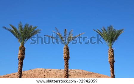 An oasis in the desert. Three tall palm trees in the red desert