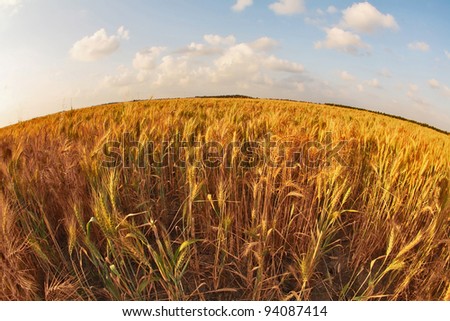 Spring day on wheat field, photographed by an lens \