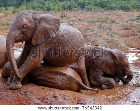 This group of young,orphaned elephants enjoy a mud bath at the David Sheldrick Elephant Orphanage, Nairobi