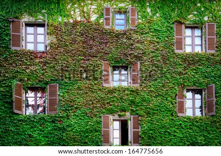 Building wall and windows covered with ivy and vine in green color
