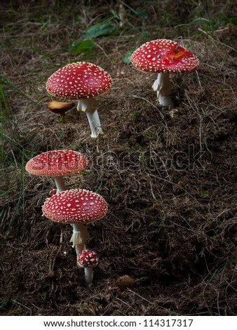 Many red mushrooms in the woods