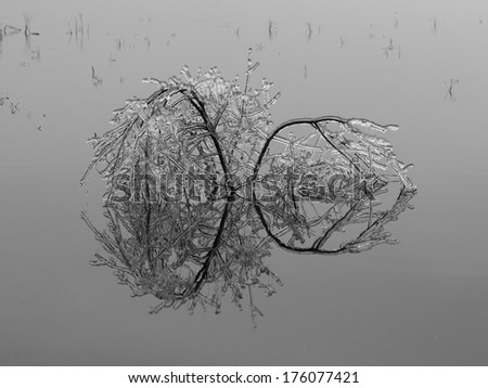 Small tree in the water covered with ice - gray scale