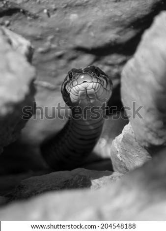 Grass snake peeking from the rocks - gray scale portrait