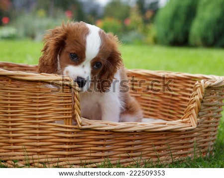Adorable little cavalier king charles spaniel peeking over wooden basket edge
