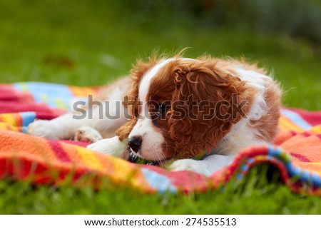 Cute little brown and white Cavalier King Charles Spaniel playing on the colorful blanket in the garden - low view