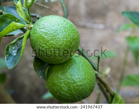 Lemon tree and green lemons on branches