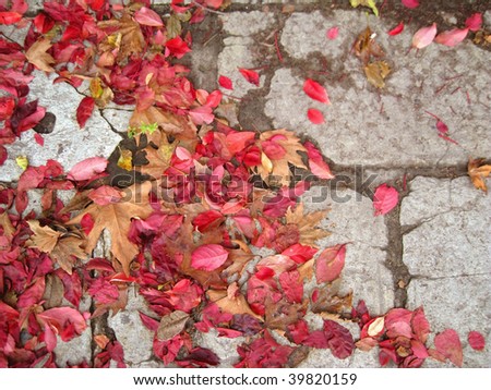 red leaves carpet on stone tiles