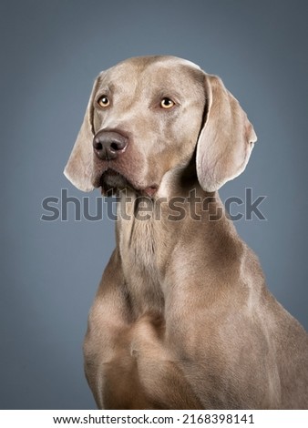Similar – Image, Stock Photo Portrait of a weimaraner dog on the grass. Sepia tone photography.