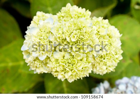 soft blue and green flowers hydrangea