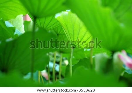 The texture of lotus leaves under sunshine viewing from bottom