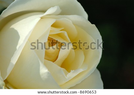 A close up of  white rose with black back ground