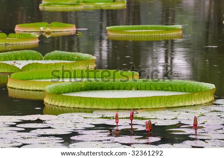 The pattern of large lotus leafs floating on pond