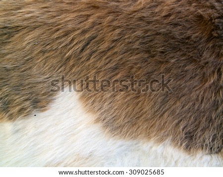Close up of brown  skinned goat fur with white details