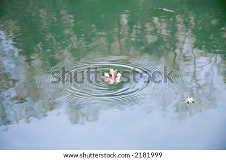 Ripple from leaf in pond