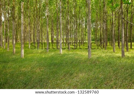 Bright forest detail