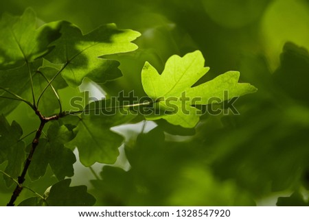 Green Leaves