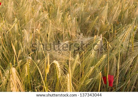 Wheat field with growing plants
