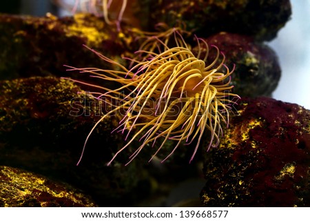 Sea anemone underwater shot