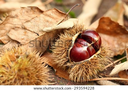 Ripe chestnuts fallen from the tree