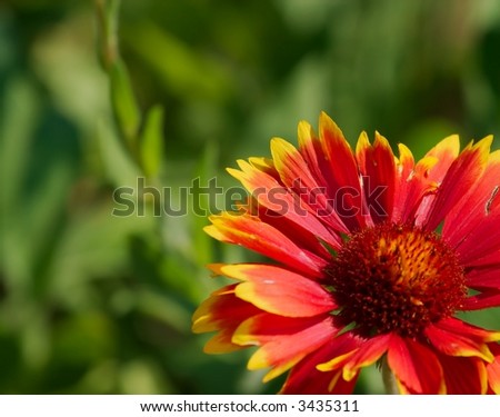 Flower - closeup of an indian blanket with copy-space