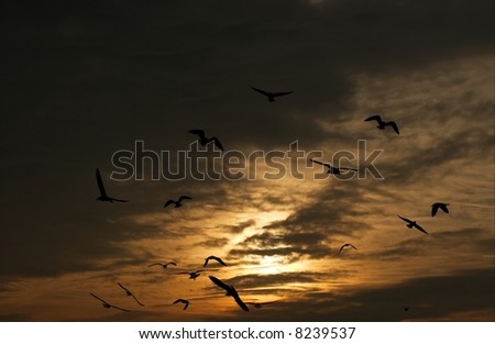 Silhouettes of flying birds against the setting sun glowing over dark clouds