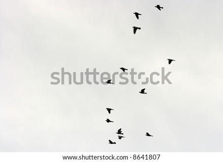 Many birds flying up in the sky