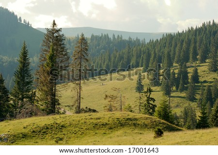 Mountain landscape with green fields and pine woods