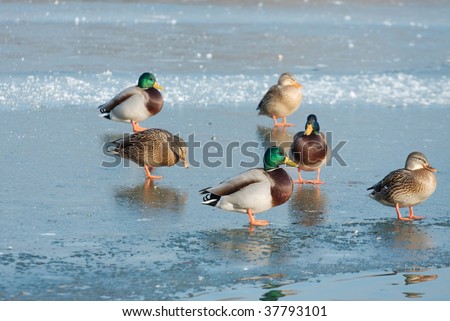 Group of ducks in winter on the ice of a lake
