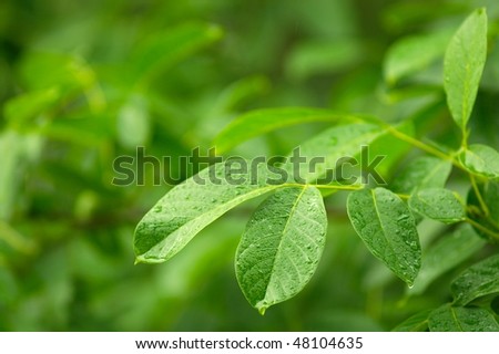 Wet leaves of a tree in rain